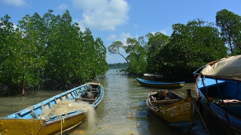 Ilustrasi ekosistem mangrove yang pulih mencegah abrasi (Unsplash/Dileesh Kumar)
