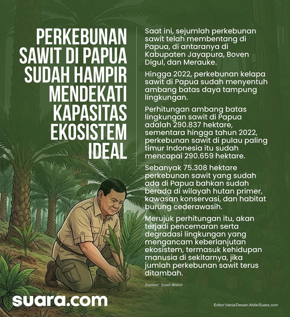 Infografis perkebunan sawit di Papua. (Suara.com/Aldie)