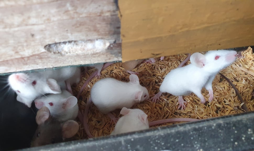 Imam Muslim (30), peternak mencit atau tikus kecil di Kota Yogyakarta, Jumat (19/12/2025).[Suara.com/Hiskia]