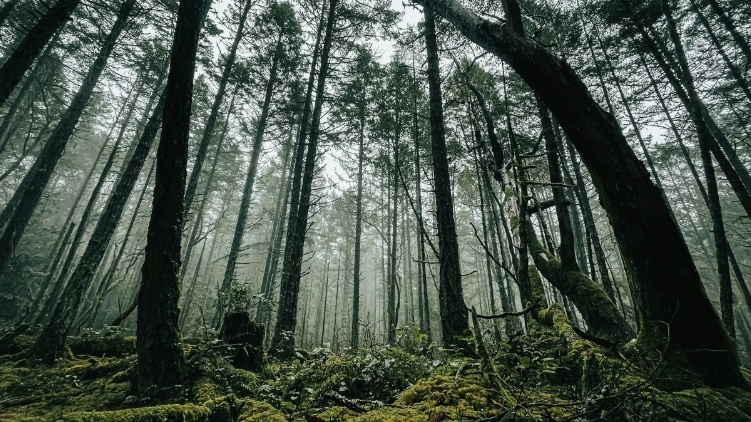 Ilustrasi hutan (unsplash/Jasper Garratt)