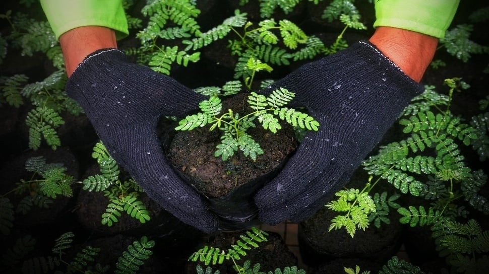 Pemanfaatan slag nikel sebagai media tanam. (Dok: Harita Nickel)