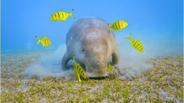 Ilustrasi Dugong di padang lamun (iStock/Cinoby)
