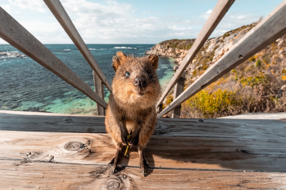 quokka, hewan kecil paling ramah di dunia. (dok. Tourism WA)