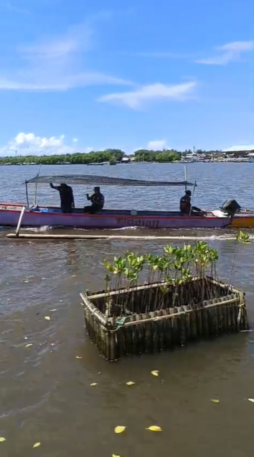 Penanangan mangrove di Kabupaten Lombok Timur, Rabu (18/4/2026). (Suara.com/Dwi Bowo Raharjo)