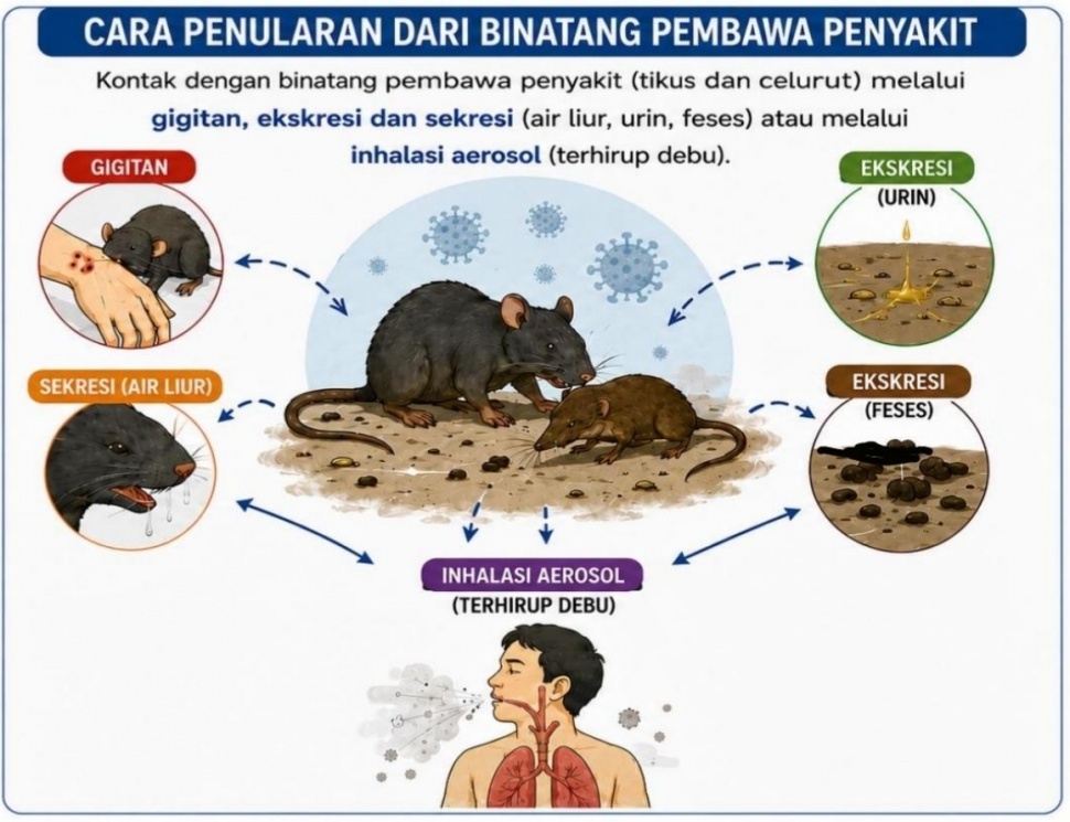 Edukasi tentang Hantavirus. (Kemenkes RI)