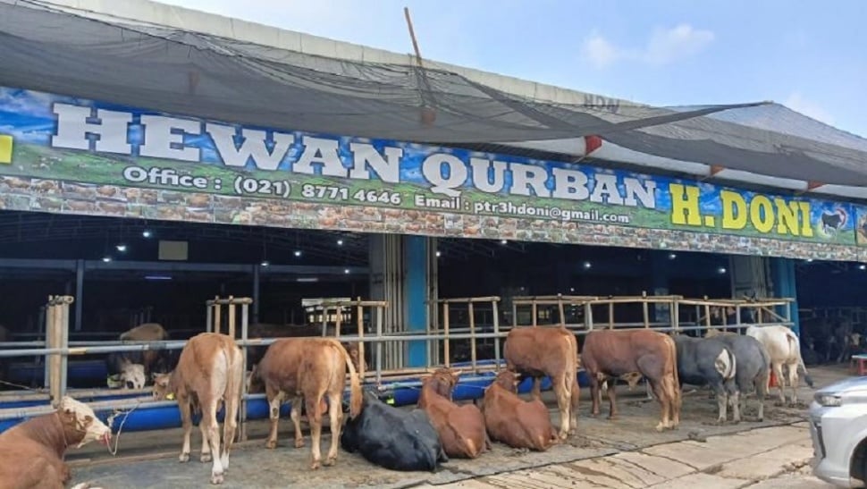 Beli Hewan Kurban di Depok Dilayani "Pramugari'. (Suara.com/Tsabita Aulia)