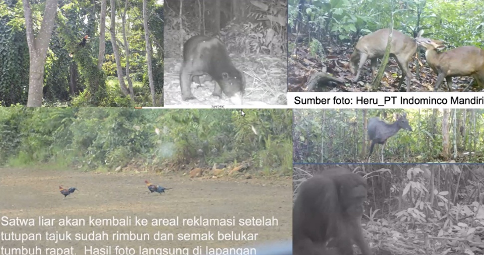 Contoh pemulihan hutan bekas tambang. (Webinar KAGAMA HSE 2026, Dr Irdika Mansur, PT Indominco Mandiri, Heru)