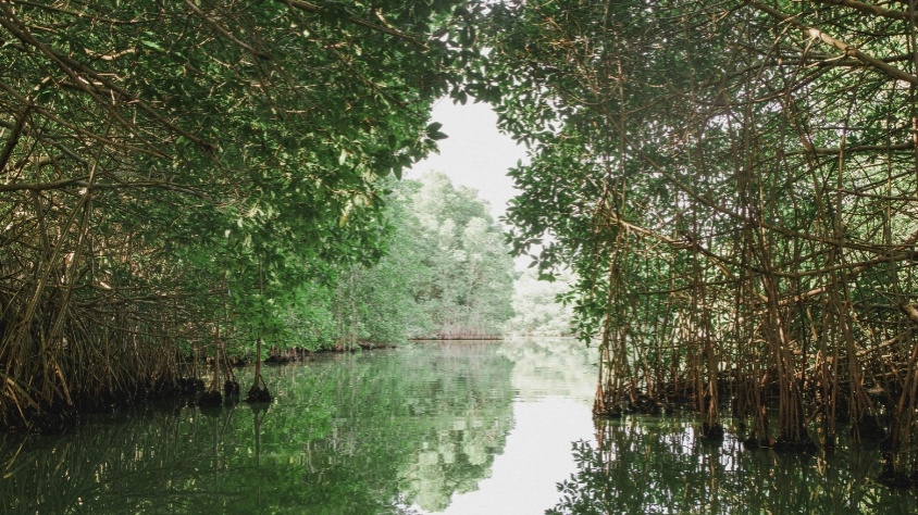 Potret Ekosisitem Mangrove (Pexels/Jazmin Morales)