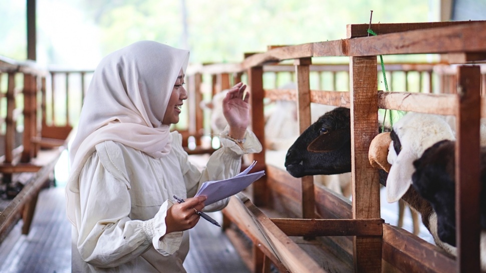 Peternakan domba dan kambing di Kecamatan Selo, Kabupaten Boyolali, menjadi model bisnis hijau yang berkelanjutan dan digerakkan oleh generasi muda. (ChildFund Internasional di Indonesia)