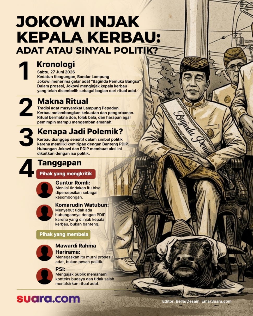 Infografis Jokowi menjalani ritual Miso Kibau atau menginjak kepala kerbau di Lampung. [Suara.com/Emma]