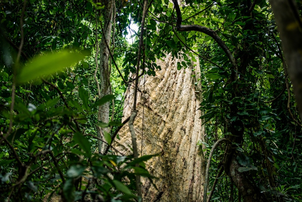 Hutan Ranjuri, Sigi. (Dok. LTKL dan Gampiri Interaksi)