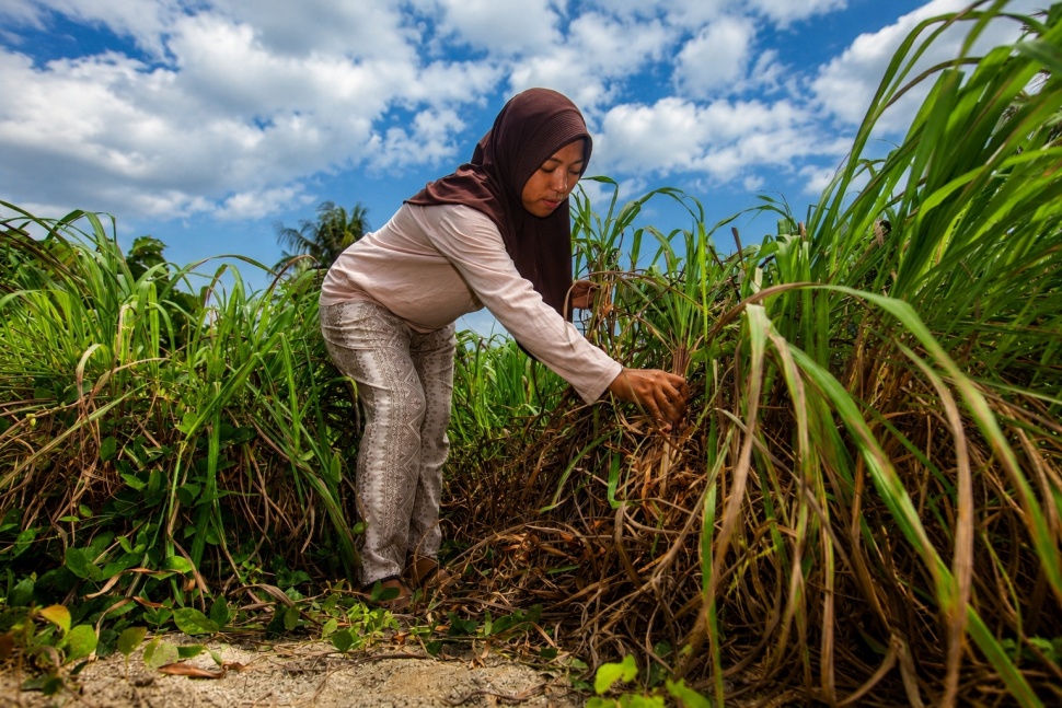 Mengapa Desa Pulu Memilih Sereh Wangi untuk Memulihkan Lahan yang Rusak Akibat Banjir? (Dok. Istimewa)