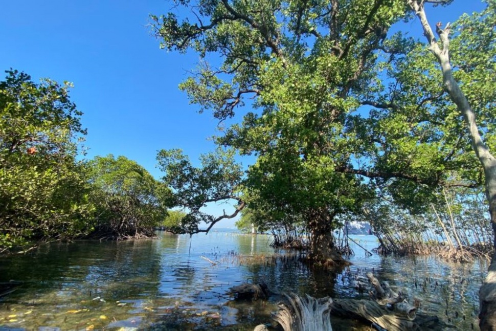 Tanaman mangrove di pesisir Dusun Kure Caddi, Desa Nisombalia, Kabupaten Maros, Sulawesi Selatan. (Dok. ANTARA/Nur Suhra Wardyah (B)