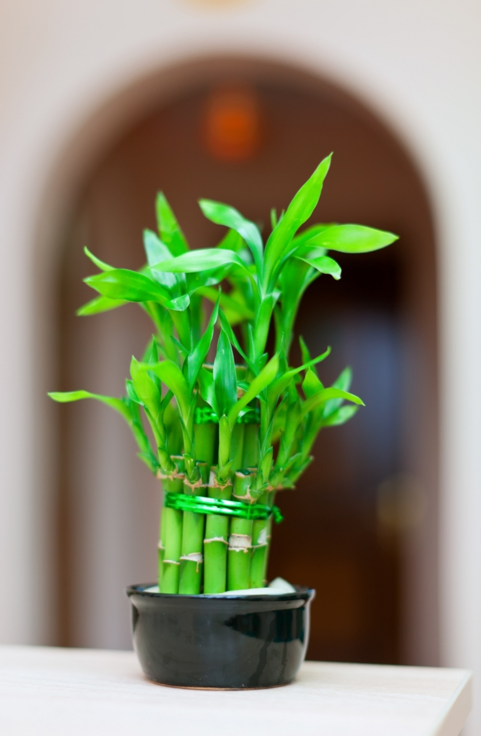 Dracaena sanderiana atau Lucky Bamboo. [magnific]