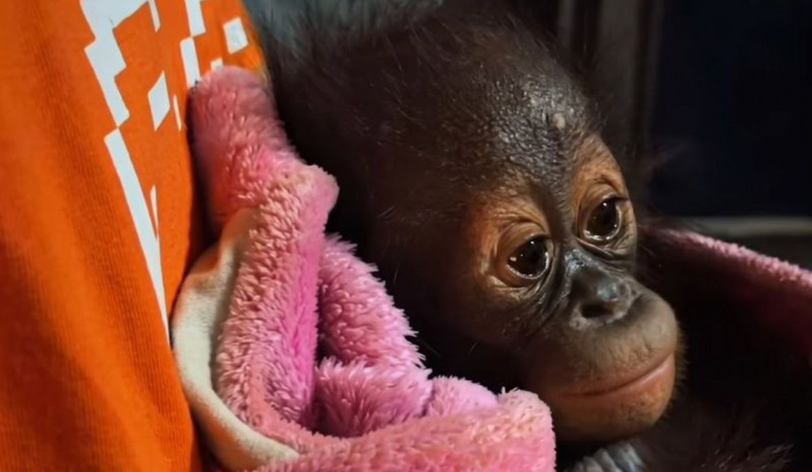 Bayi orang utan yang ditemukan lemas di Kutai Timur pada Minggu (11/10/2026) kini telah menerima penanganan medis Tim BKSDA Kaltim berkolaborasi dan Centre for Orang Utan Protection (COP). [ANTARA/HO-BKSDA Kaltim]