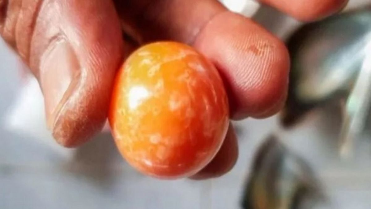 Sebuah mutiara oranye dari kerang mutiara Melo, ditawar Rp 4,6 miliar.[Viral Press via New York Post]