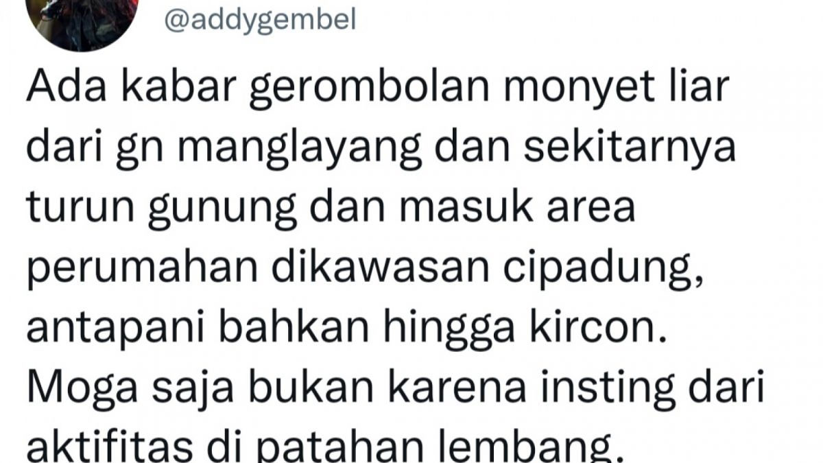 Cuitan Warganet Twitter Perihal Monyet Gunung Manglayang yang Turun [Twitter/@eddygembel]