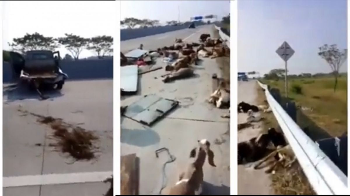 Viral penampakan puluhan kambing kurban terluka, setelah mobil pikap pengangkut mengalami ban pecah dan terguling di Tol Ngawi. [Twitter @sosmedkeras]