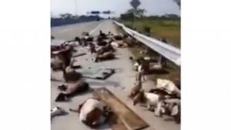 Viral Video 50 Kambing Kurban Terluka, Mobil Pikap Terguling Sebab Ban Pecah di Tol Ngawi