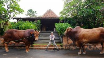 Jelang Idul Adha Irfan Hakim Kurban Dua Sapi Jumbo, Netizen Malah Sedih karena Ini