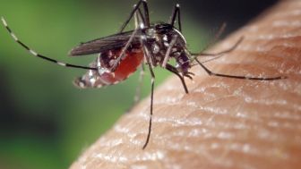 Waspada DBD! Simak Cara Mencegah Penularan Virus Dengue