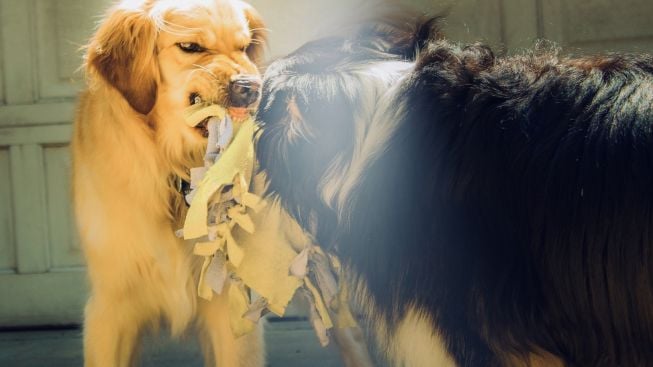 Segera Cek! Inilah Tanda-Tanda Terkena Rabies dan Cara Penanganannya