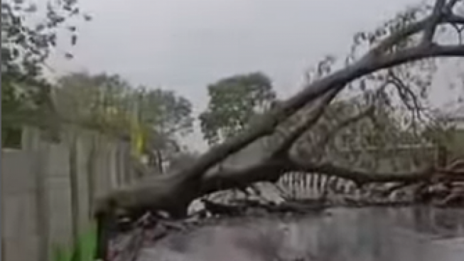 Lagi, Pohon Tumbang di Jembatan Jalan Cinta Arah Cigondewah Bandung, Begini Kondisinya