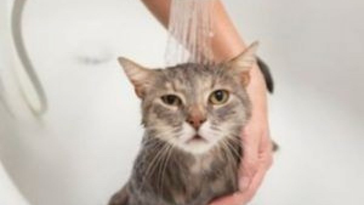 Memandikan kucing peliharaan secara rutin. [Pinterest]