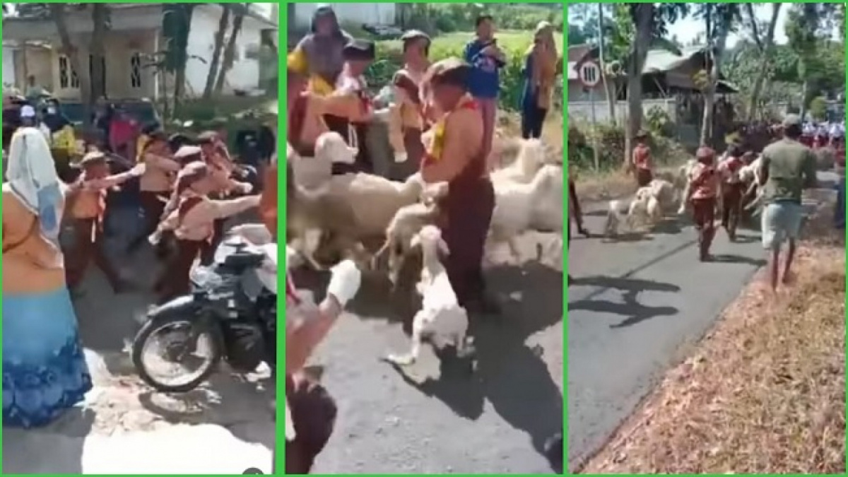 Viral anak-anak sedang baris-berbaris diseruduk kambing. [Instagram @dunia_kaumhawa]