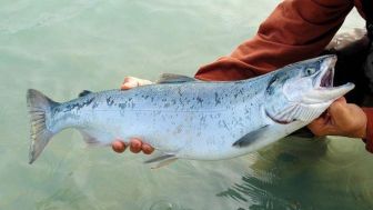 Penderita Diabetes Wajib Tahu, Enam Ikan yang Baik untuk Dikonsumsi