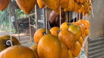 Yuk Cobain Buah Alkesah, Buah Langka yang Masih Bertahan di Bandung Barat