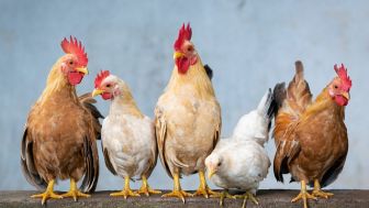 Antisipasi Flu Burung Masuk Bandung Barat, Dispernakan KBB Lakukan ini