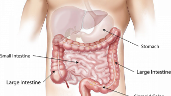 Sering Diare atau Sembelit? 5 Tips Terbaik untuk Menjaga Kesehatan Sistem Pencernaan Secara Alami