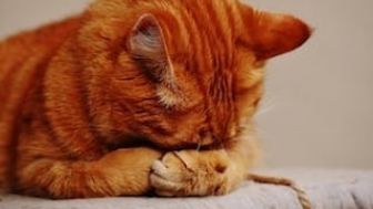 Kejam! Viral Seorang Pria Menganiaya Seekor Kucing Hidup-Hidup, Pelaku  Akhirnya Tulis Permintaan Maaf