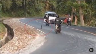 VIRAL! Ular Cobra Nyeberang Jalan Kejutkan Pengendara hingga Panik, Komentar Netizen Bikin Salfok: Udah Ga Mood Dia...