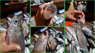 VIRAL! Video Ngakak Seorang Pria Mereview Ikan Mati: Mereka Mati Syahid, Wajahnya Bercahaya...