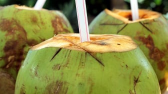 Bagus nih! Berikut Sejumlah Manfaat dari Air Kelapa bagi Kesehatan, Apa Saja? Ini Daftarnya