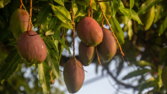 Selain Buahnya, 5 Masalah Kesehatan Ini Bisa Diatasi dengan Manfaat Daun Mangga