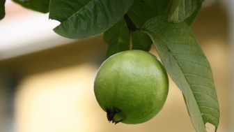 Bisa Cegah Diabetes! Ini 4 Manfaat Luar Biasa dari Buah Jambu bagi Kesehatan, Apa Saja?