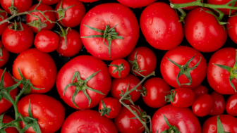 Tidak Hanya Bermanfaat Bagi Penurunan Resiko Penyakit Jantung, Ternyata Banyak Manfaat Konsumsi Jus Tomat