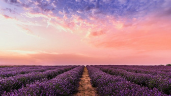 Disebut Bunga Paling Menggoda di Dunia, Ini Kandungan Lavender yang Luar Biasa bagi Kesehatan, Yakin Tidak Tertarik?