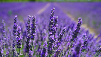 Selain Indah, Bunga Lavender Juga Punya Khasiat Luar Biasa bagi Kesehatan, Salah Satunya Meredakan Stress