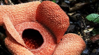 Disebut Hampir Punah, Ini Daftar Tanaman Hias Paling Langka di Dunia, Indonesia Punya Rafflesia Arnoldii atau Bunga Bangkai