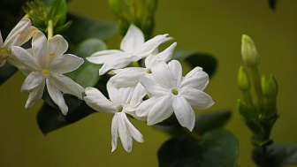 Bunga Ciri Khas Suzzana, Ini Manfaat Bunga Melati bagi Kesehatan hingga Ratu Horor Sering Memakannya