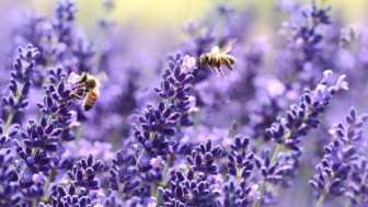 Manfaat Tanaman Lavender di Rumah untuk Kesehatan dan Ketenangan