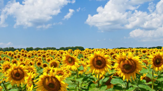 Kontrol Kesehatan Tubuh dengan Memanfaatkan Kandungan Bunga Matahari