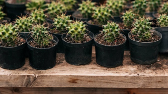 Tertarik Budidaya Kaktus? Ini Tips Budidaya Kaktus Praktis yang Dijamin Sukses dan Anti Gagal