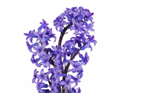 Rekomendasi 3 Tanaman Hias Bunga yang Indah, Bikin Tamu yang Datang ke Rumah Takjub