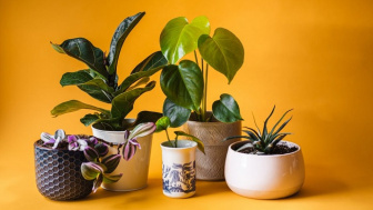 Sering Diabaikan! Ini 8 Tips Memilih Pot untuk Tanaman Hias agar Tumbuh Sehat dan Makin Estetik