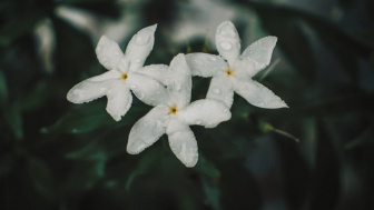 Fakta Melati yang Disebut Bunga Mistis, Ini Makna di Balik Tanaman Hias yang Cantik Mempesona Ini